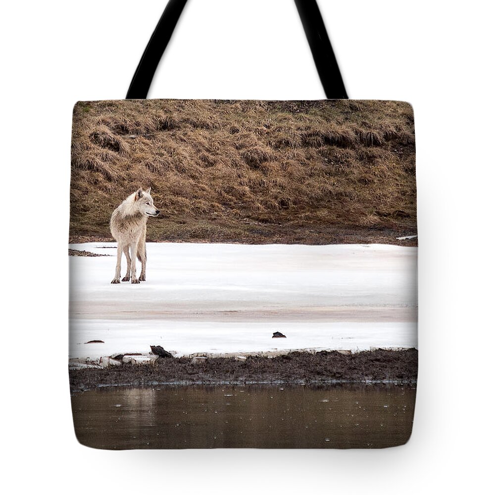 Yellowstone Tote Bag featuring the photograph White Wolf by Steve Stuller