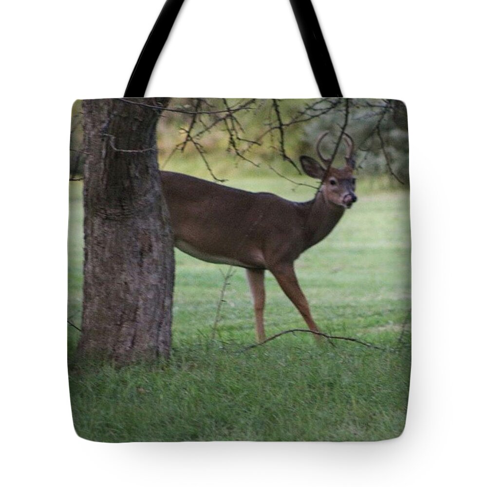  Tote Bag featuring the photograph Whitetail Buck by Robert Carey