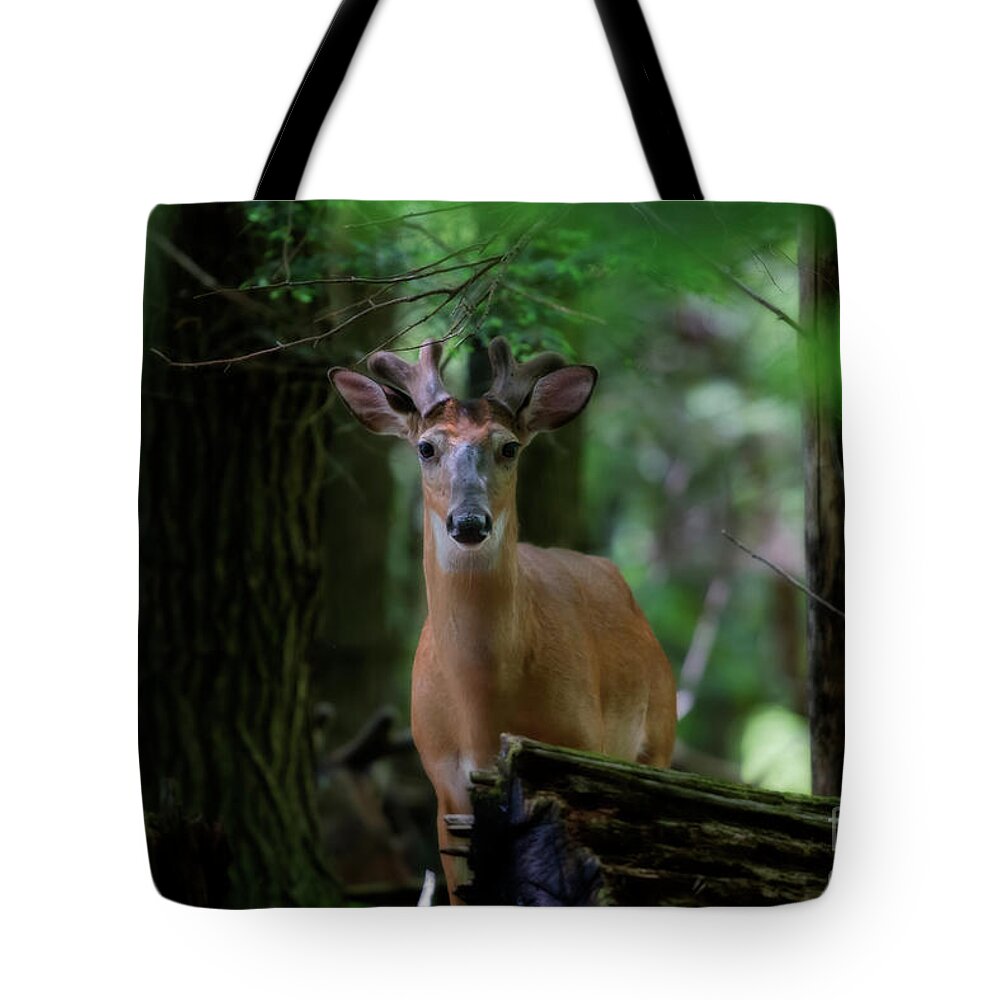 Whitetail Deer Tote Bag featuring the photograph Whitetail deer with velvet antlers in woods by Dan Friend
