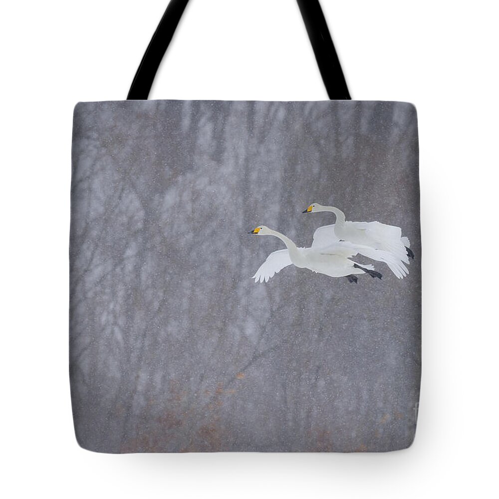 Akan Crane Sanctuary Tote Bag featuring the photograph Whooper Swans Flying In Snowstorm by John Shaw