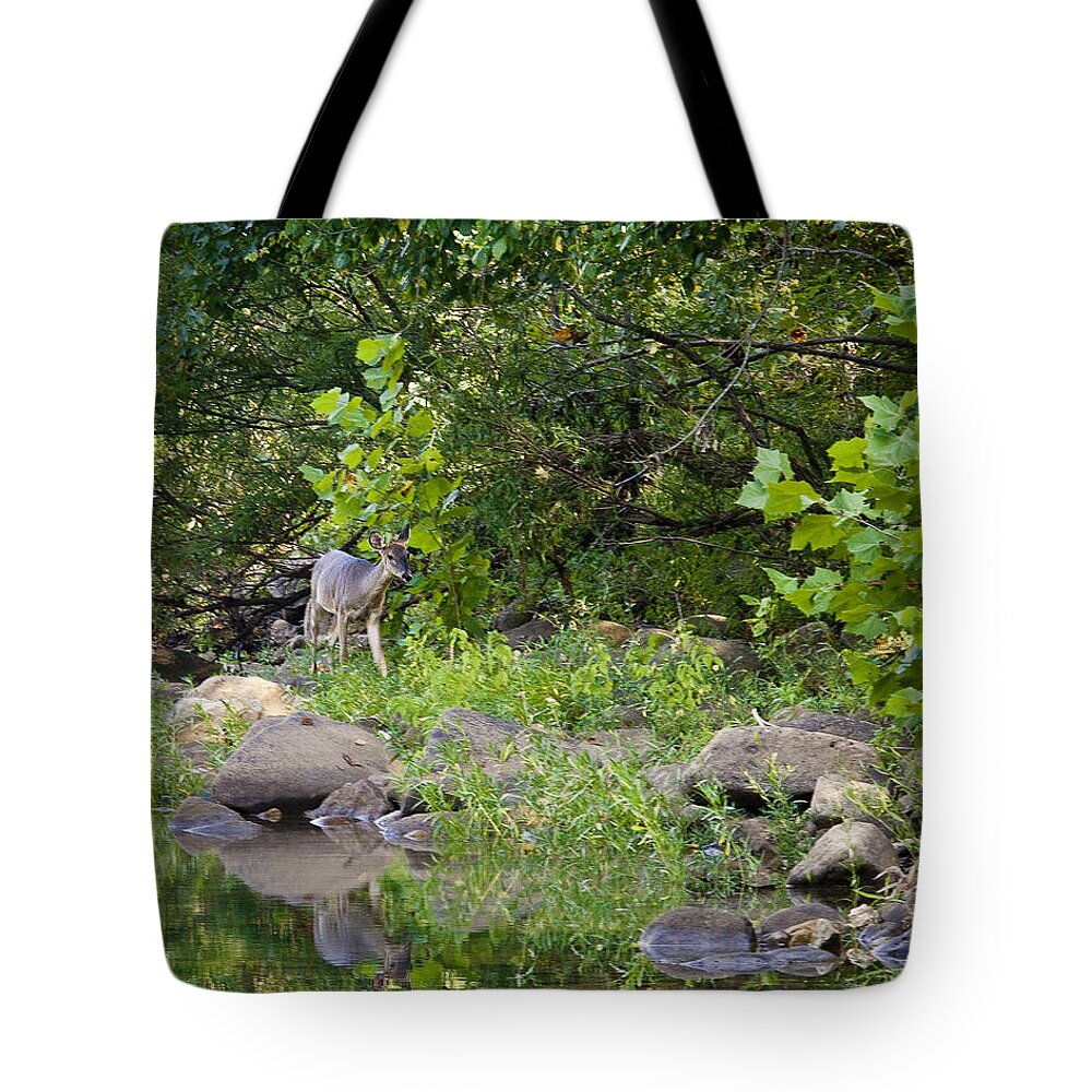 Whtietail Deer Tote Bag featuring the photograph Whtietail Deer Along the Buffalo River by Michael Dougherty