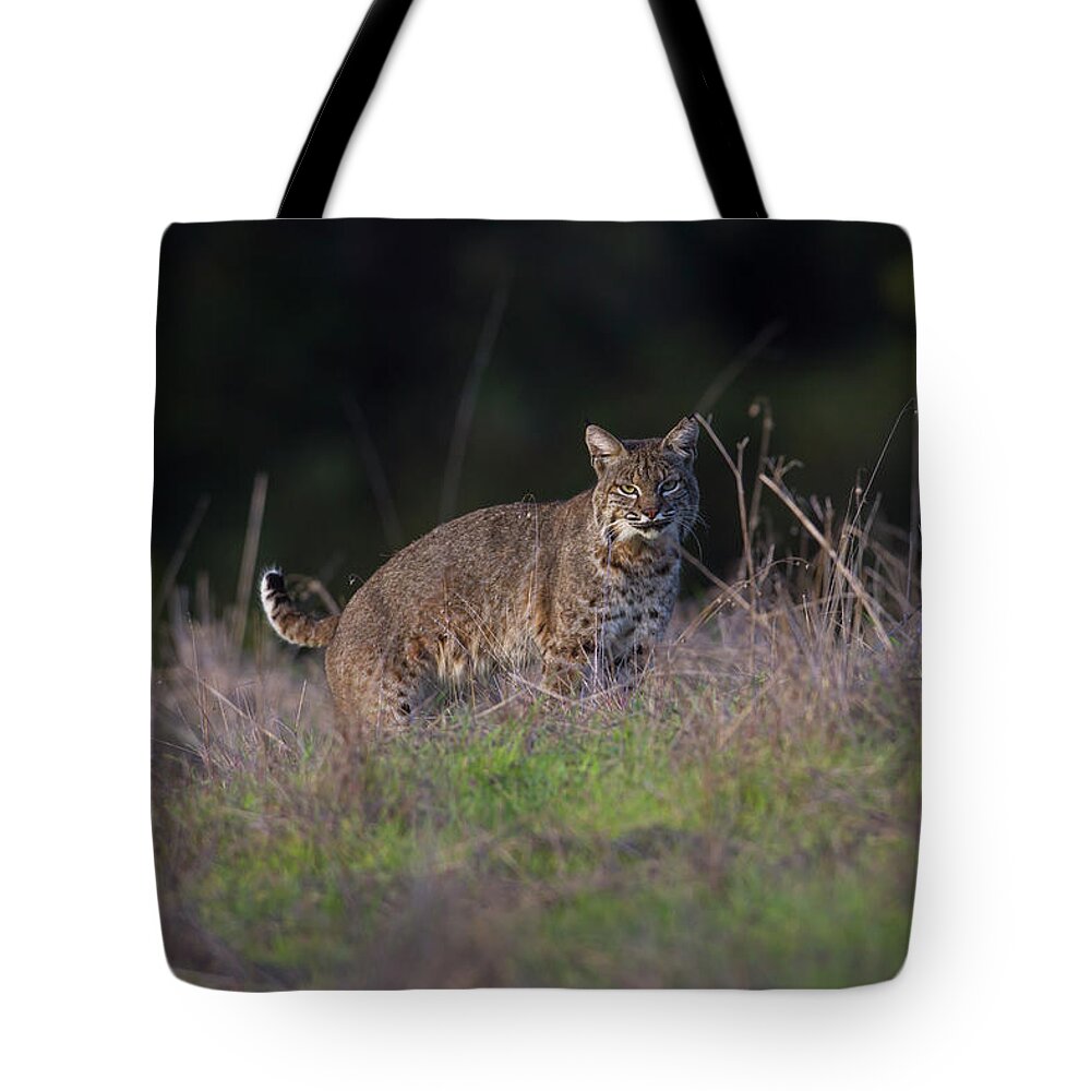 Wild Cat Tote Bag featuring the photograph Wild Bobcat Encounter by Mark Miller