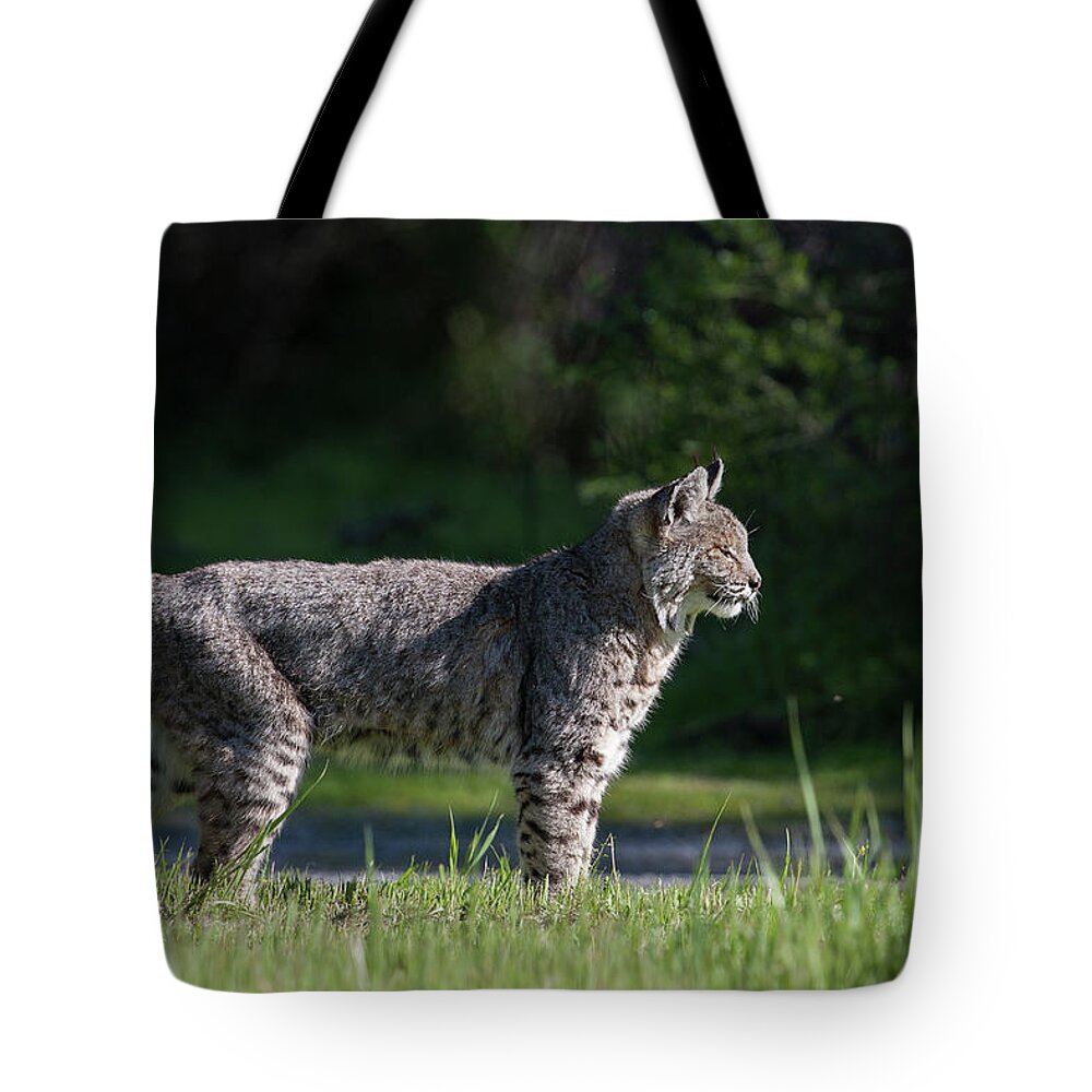 Wild Cat Tote Bag featuring the photograph Wild Bobcat stands profile looking toward sun by Mark Miller
