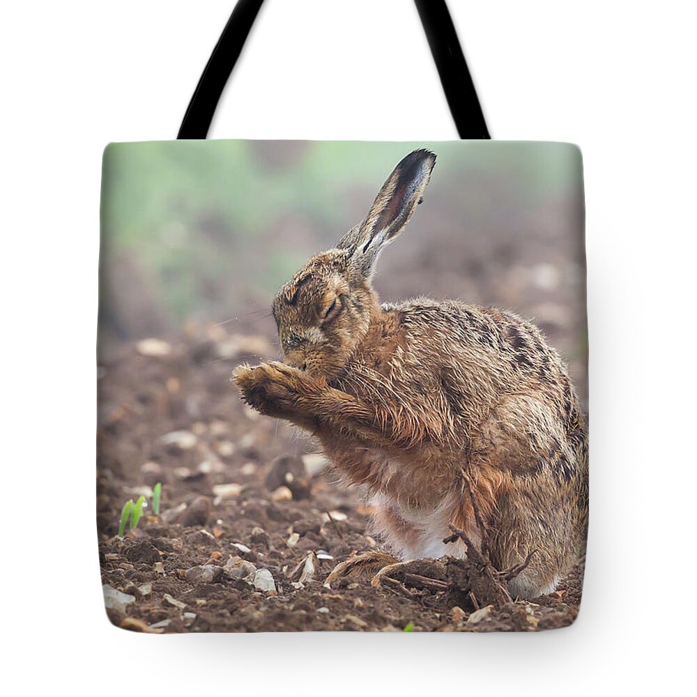 Hare Tote Bag featuring the photograph Wild brown hare with eyes closed, having a morning wash 0124 by Simon Bratt