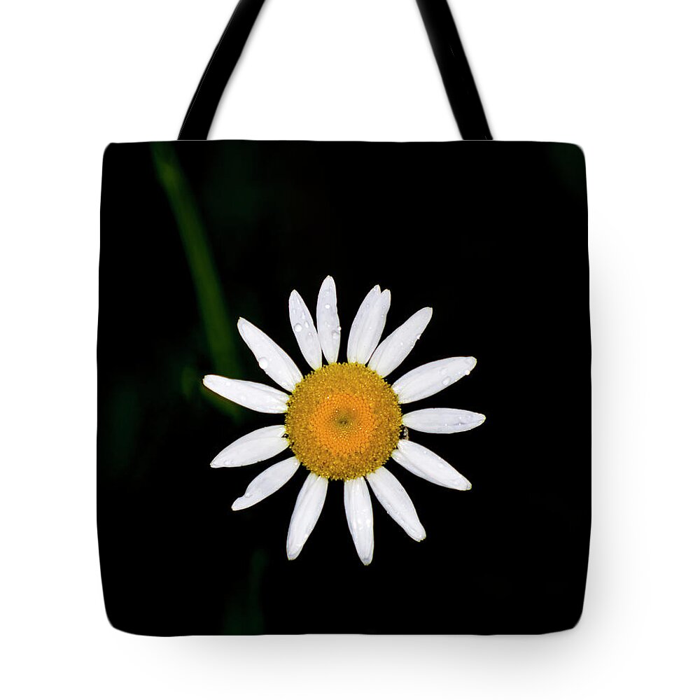 Wild Daisy Tote Bag featuring the digital art Wild Daisy by Flees Photos