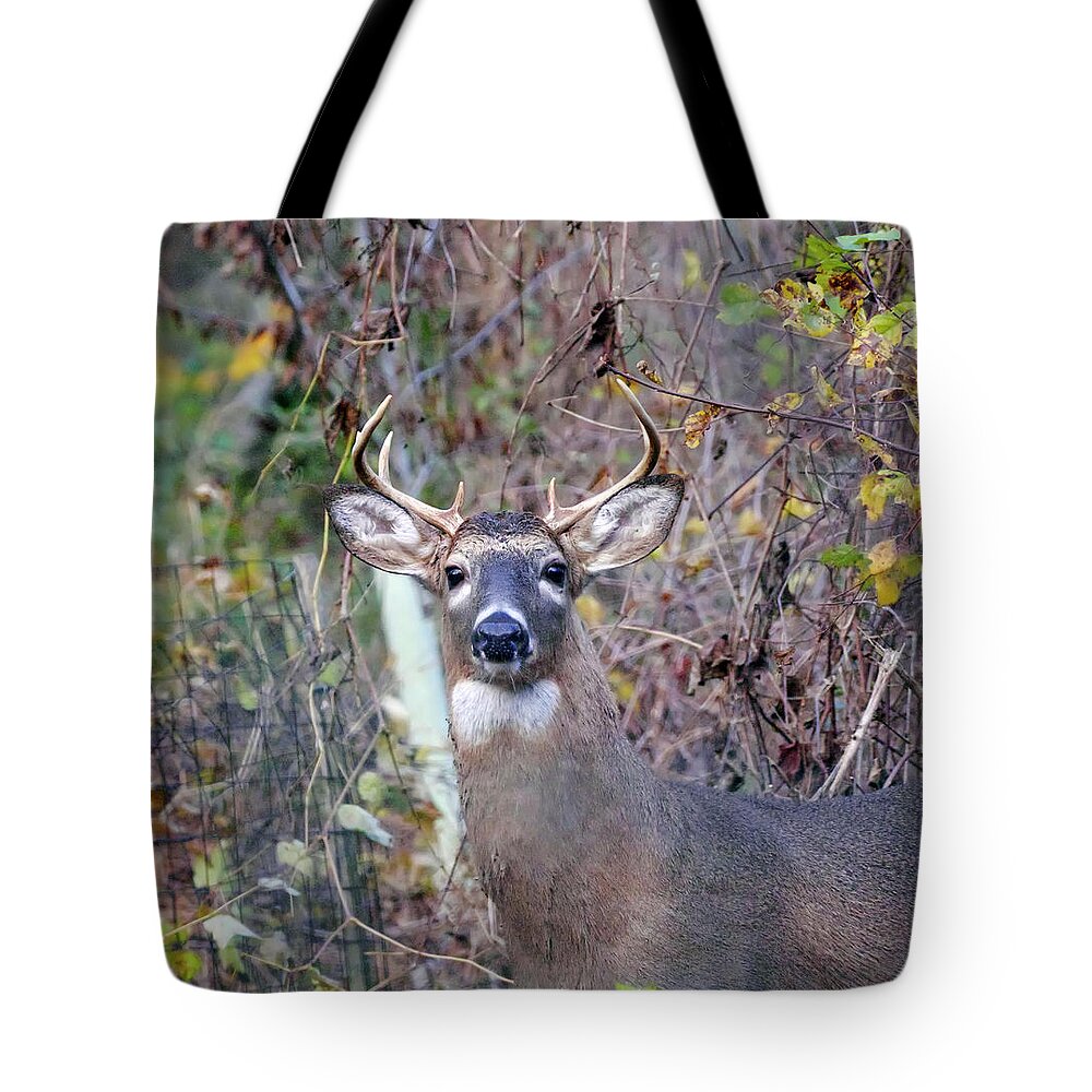 Animal Tote Bag featuring the photograph Wild Deer by Paul Ross