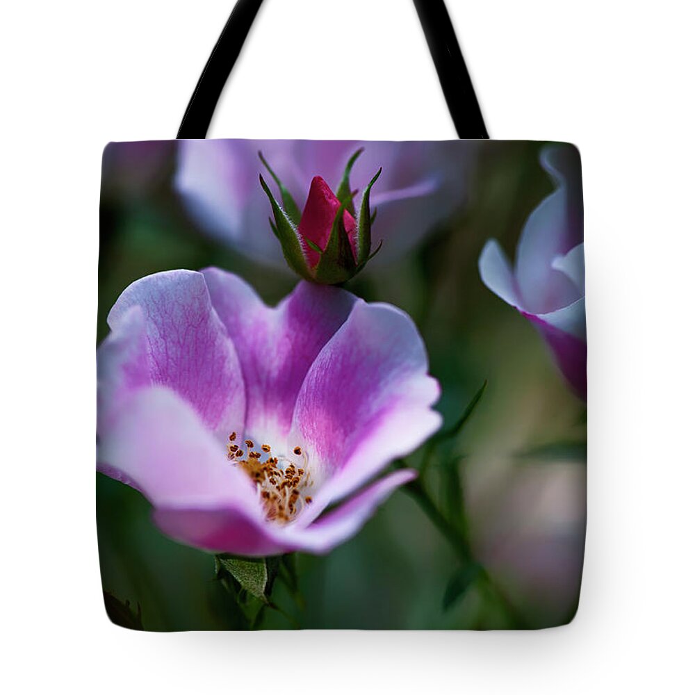  Tote Bag featuring the photograph Wild Rose 7 by Dan Hefle