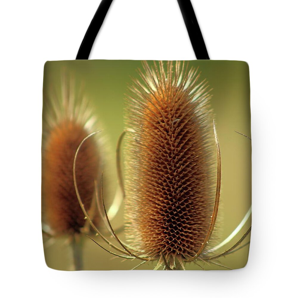 Teasel Tote Bag featuring the photograph Wild Teasel by Bruce Patrick Smith