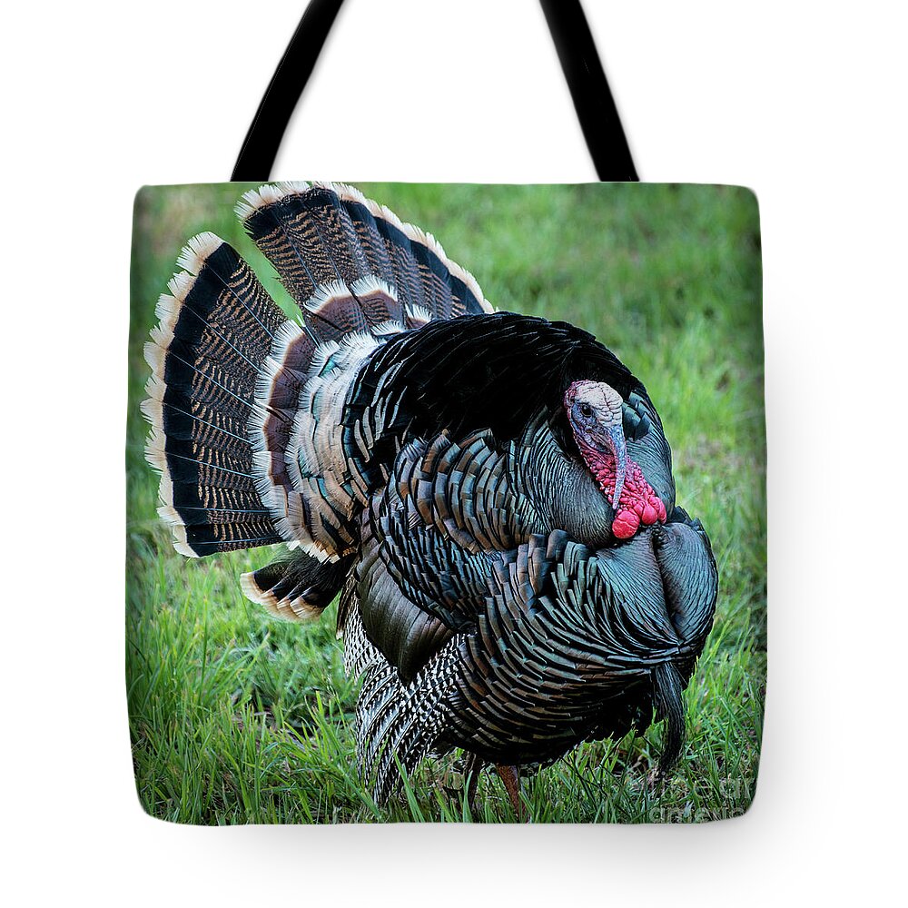 Wild Turkey Tote Bag featuring the photograph Wild Turkey - Capitol Reef National Park - Utah by Gary Whitton