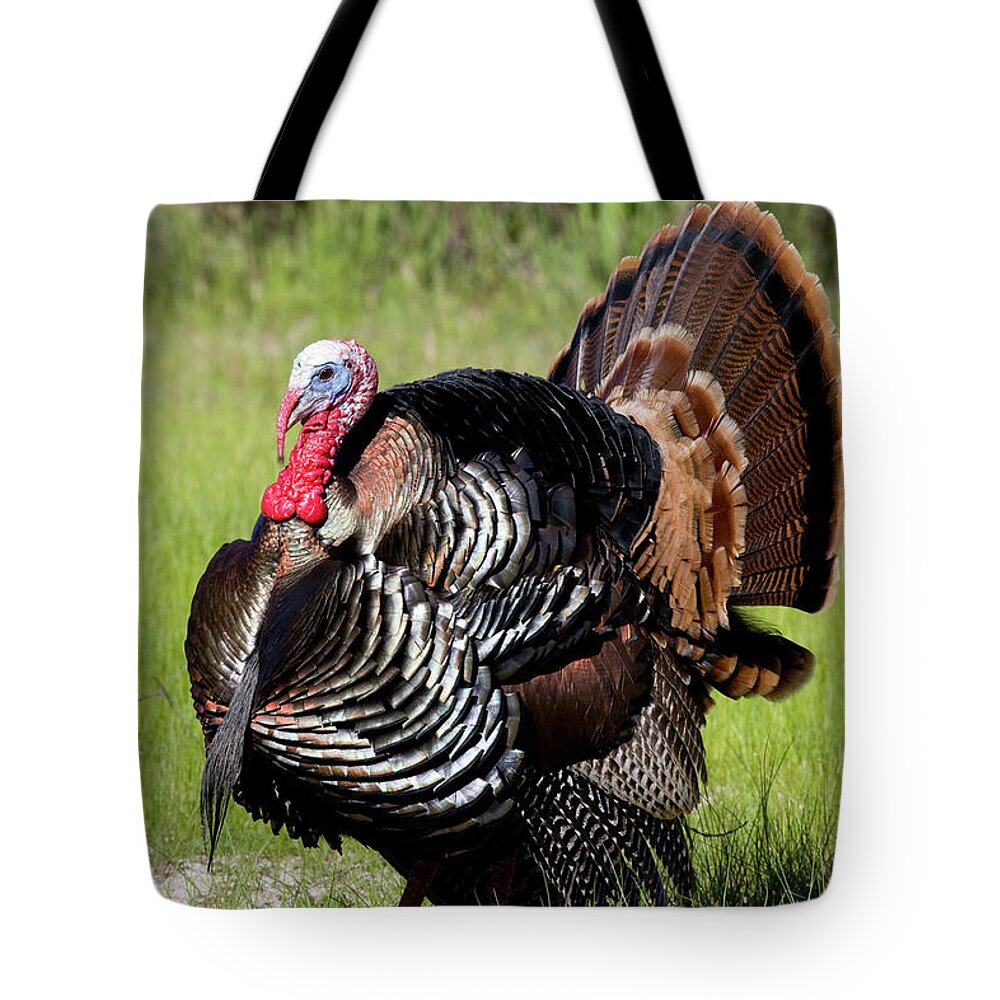 Wild Tote Bag featuring the photograph Wild Turkey Display by Mark Miller