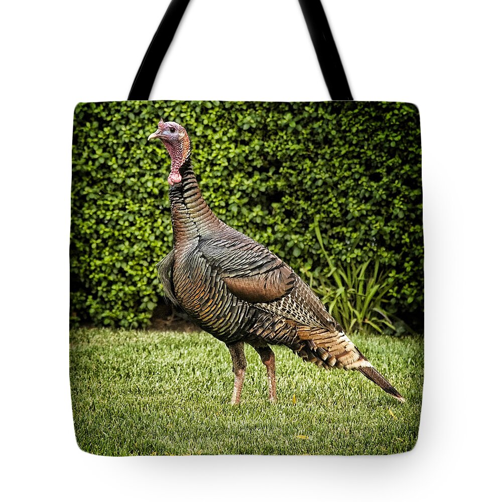 Turkey Tote Bag featuring the photograph Wild Turkey by Kelley King