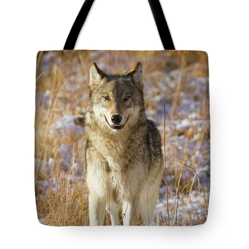 Nature Tote Bag featuring the photograph Wild Wolf Portrait by Mark Miller