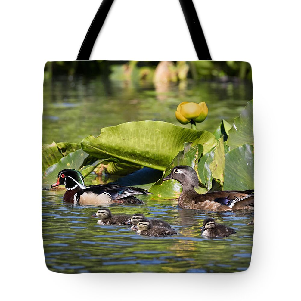 Wood Duck Tote Bag featuring the photograph Wild Wood Duck Family Outing by Kathleen Bishop