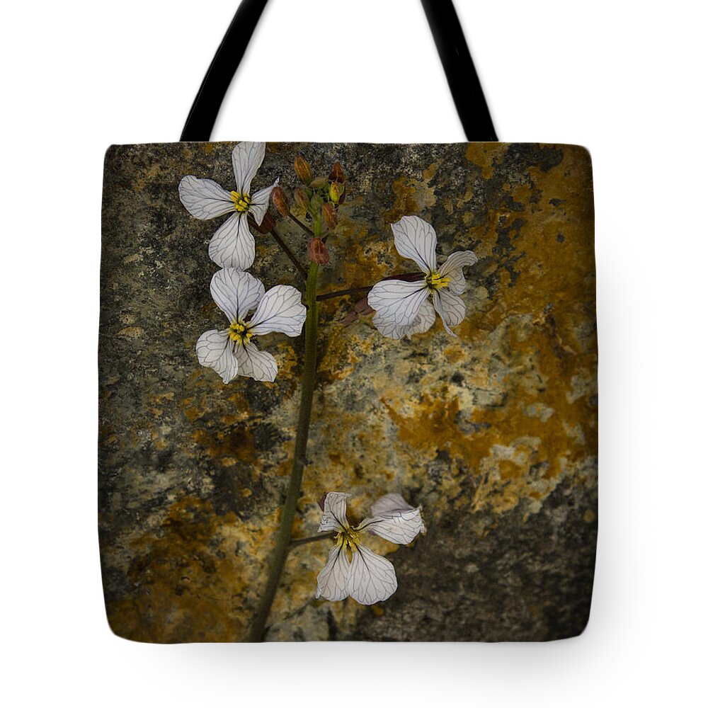 Jean Noren Tote Bag featuring the photograph Wildflower Against Rock by Jean Noren