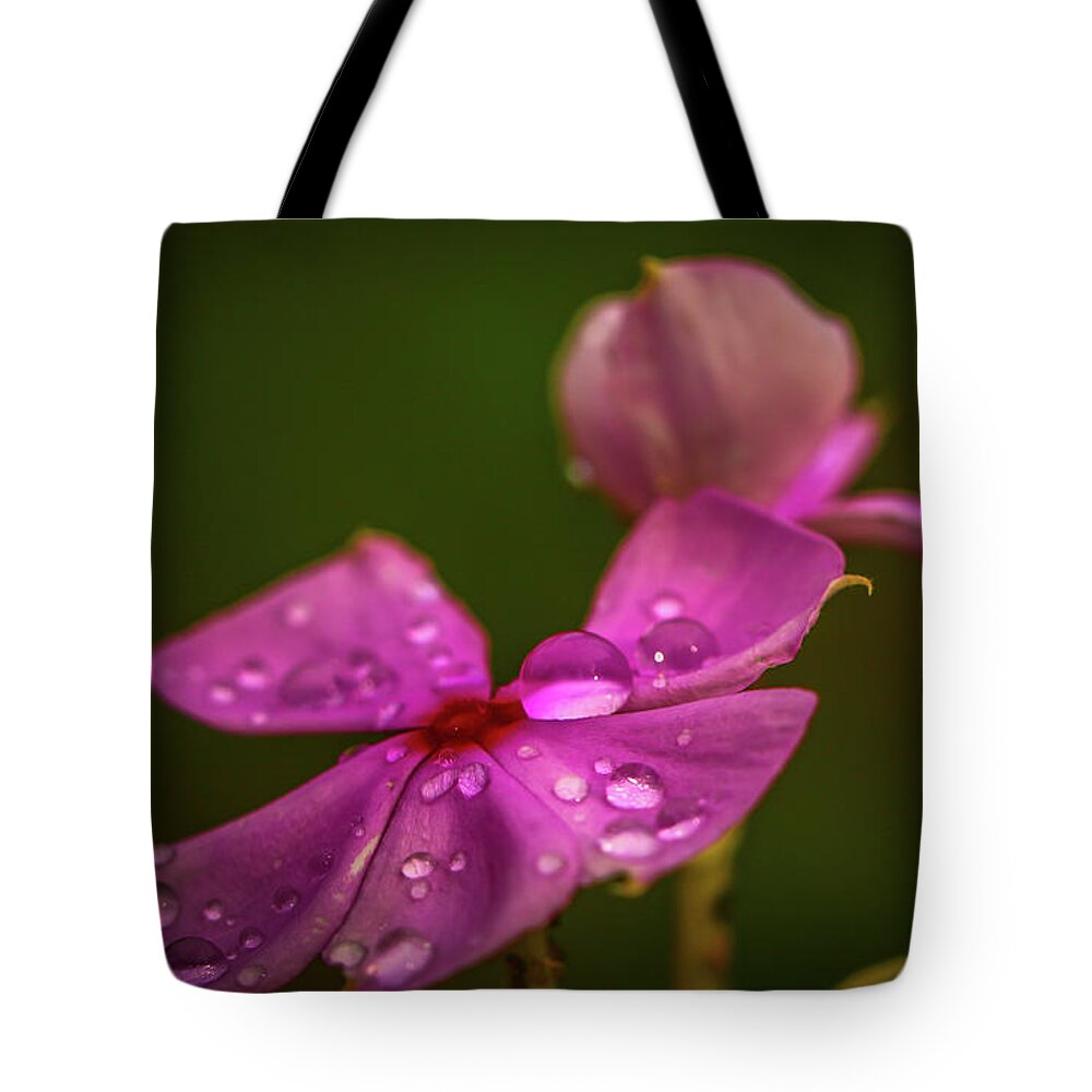 Flower Tote Bag featuring the photograph Wildflower Dew Drops by Tom Claud