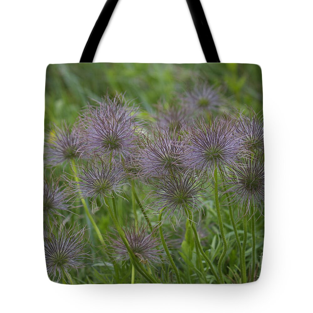 Panorama Hill Bluffs Tote Bag featuring the photograph Wildflowers by Donna L Munro
