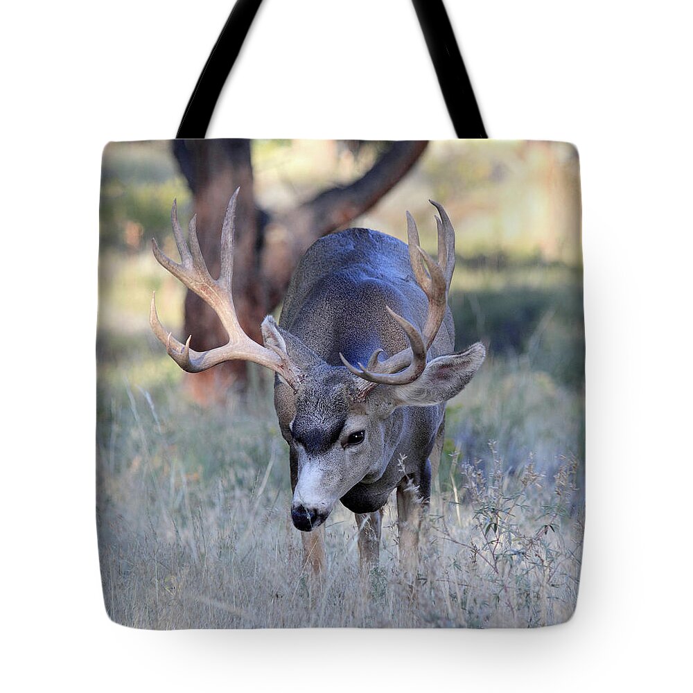 Mule Deer Tote Bag featuring the photograph Wildlife Wonder by Shane Bechler