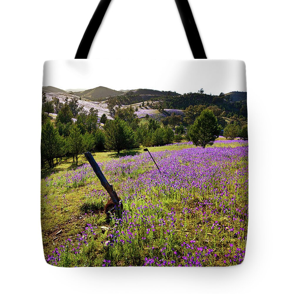 Willow Springs Station Flinders Range South Australia Australian Landscape Landscapes Outback Salvation Jane Wild Flowers Native Pine Tree Trees Tote Bag featuring the photograph Willow Springs Station by Bill Robinson