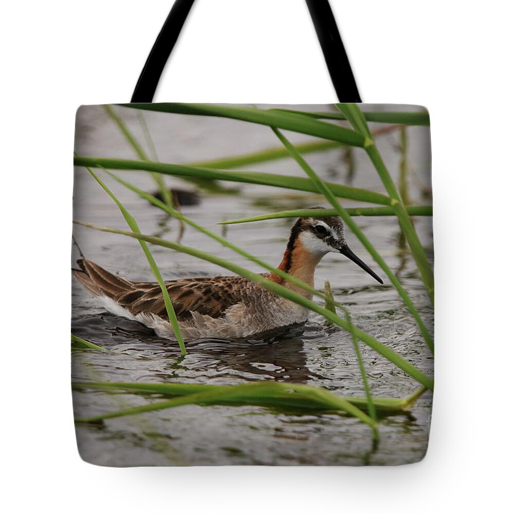 Wilson's Phalarope Tote Bag featuring the photograph Wilson's Phalarope by Alyce Taylor