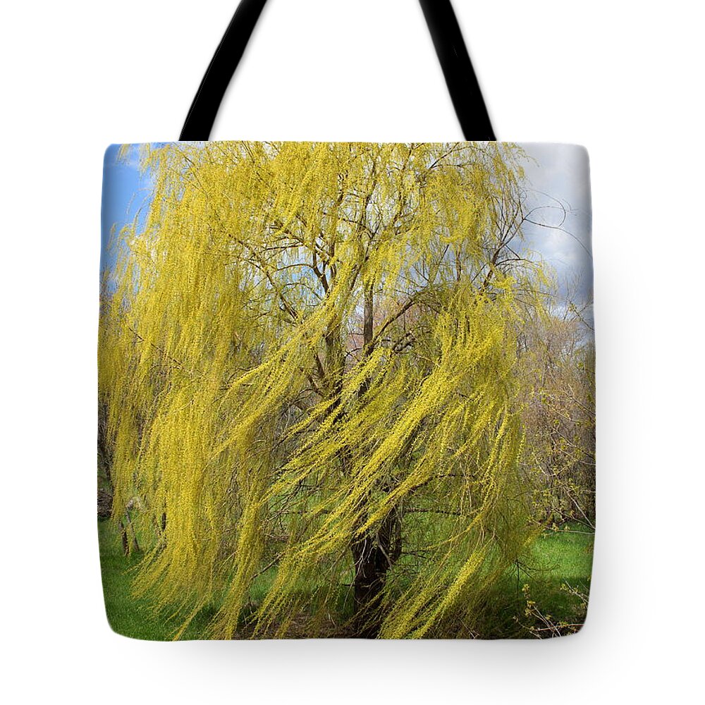 Willow Tote Bag featuring the photograph Wind in the Willow by Viviana Nadowski