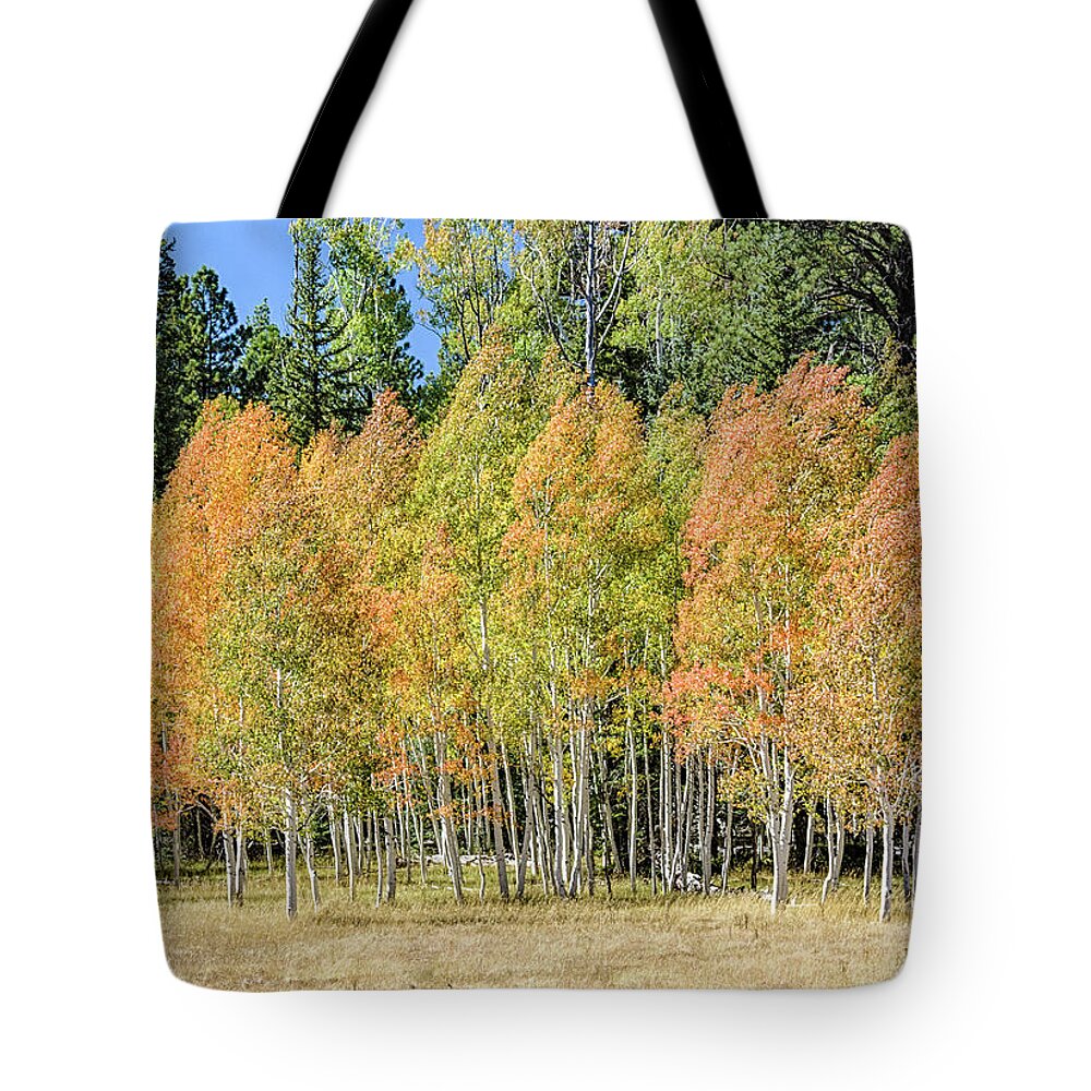 Quaking Aspen Tote Bag featuring the photograph Windblown Aspen by Gaelyn Olmsted