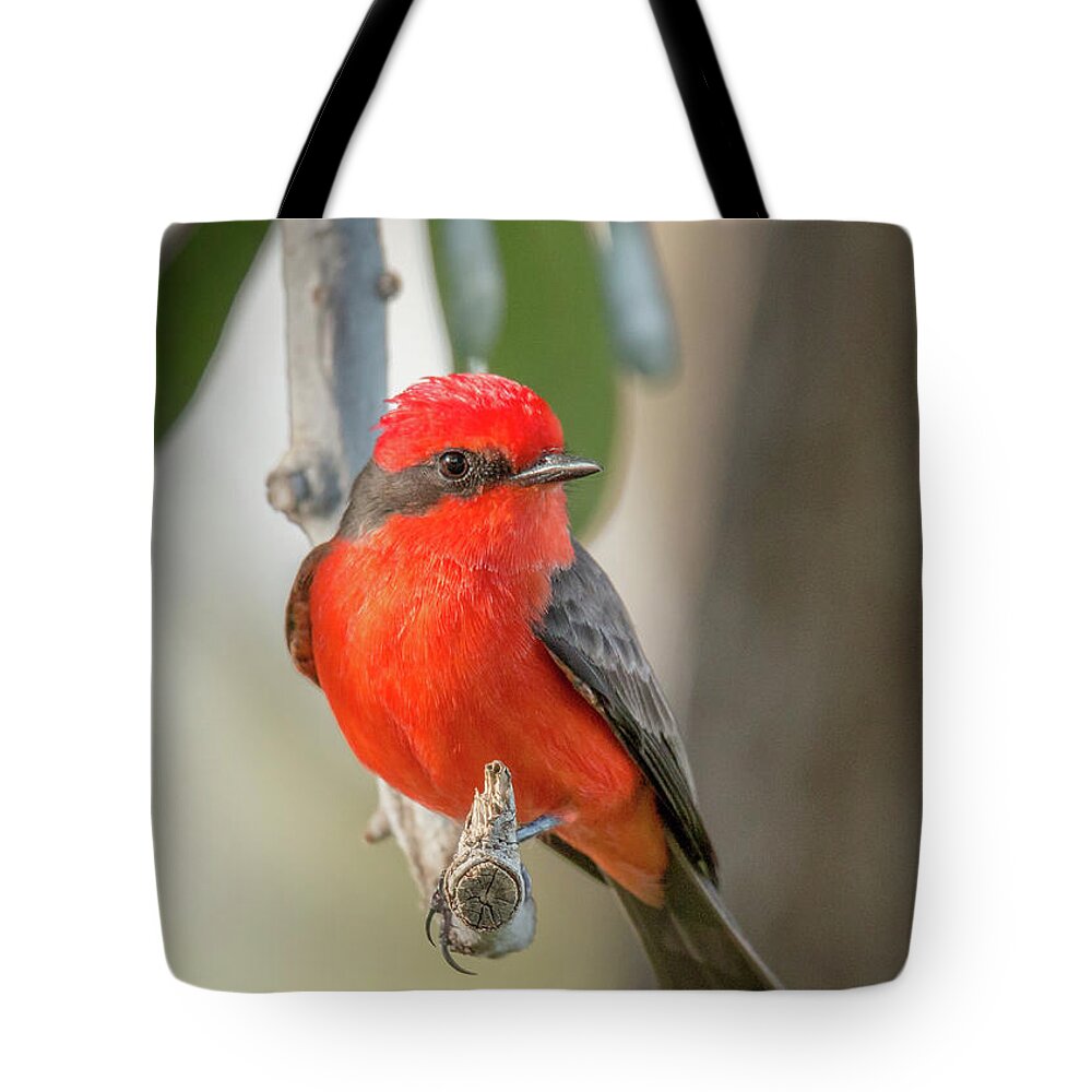 American Southwest Tote Bag featuring the photograph Winged Zorro by James Capo