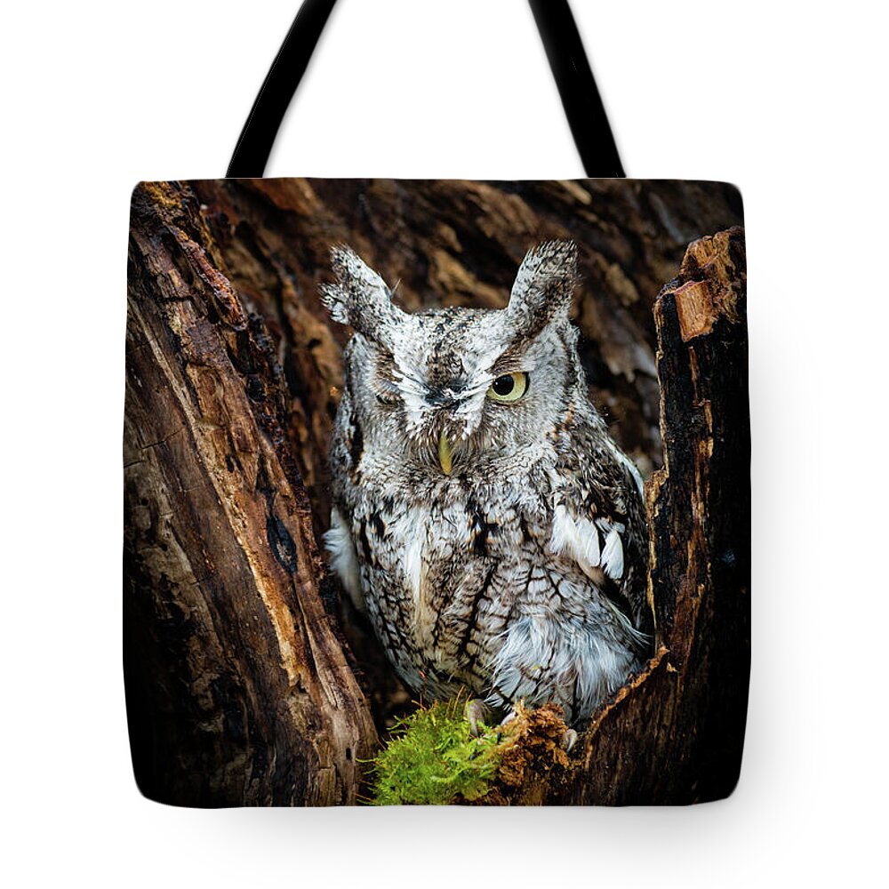 Animals Tote Bag featuring the photograph Wink, Wink by Tracy Munson