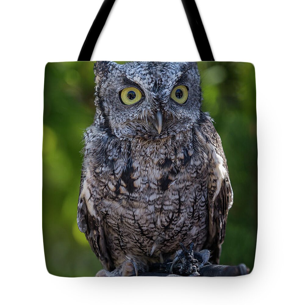 2016 Tote Bag featuring the photograph Winston Wildlife Art by Kaylyn Franks by Kaylyn Franks