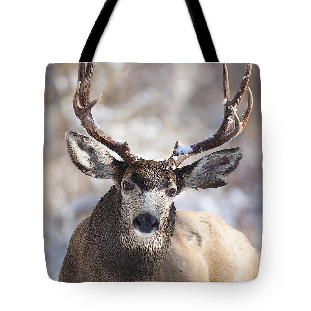 Deer Tote Bag featuring the photograph Winter Buck II by Douglas Kikendall