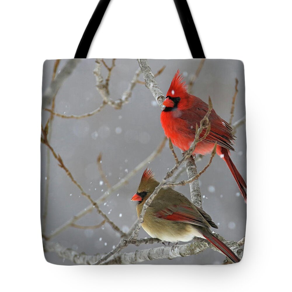 Cardinal Tote Bag featuring the photograph Winter Cardinals by Brook Burling