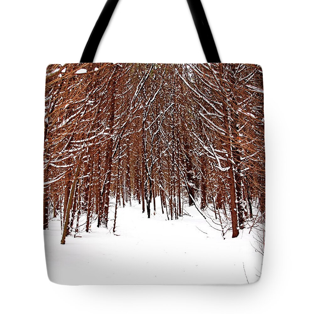 Cedar Trees Tote Bag featuring the photograph Winter Cedars by Debbie Oppermann