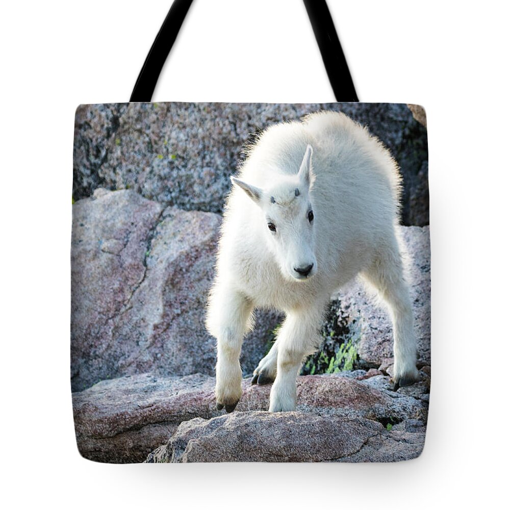 Mountain Goat Tote Bag featuring the photograph Winter Coats #2 by Mindy Musick King