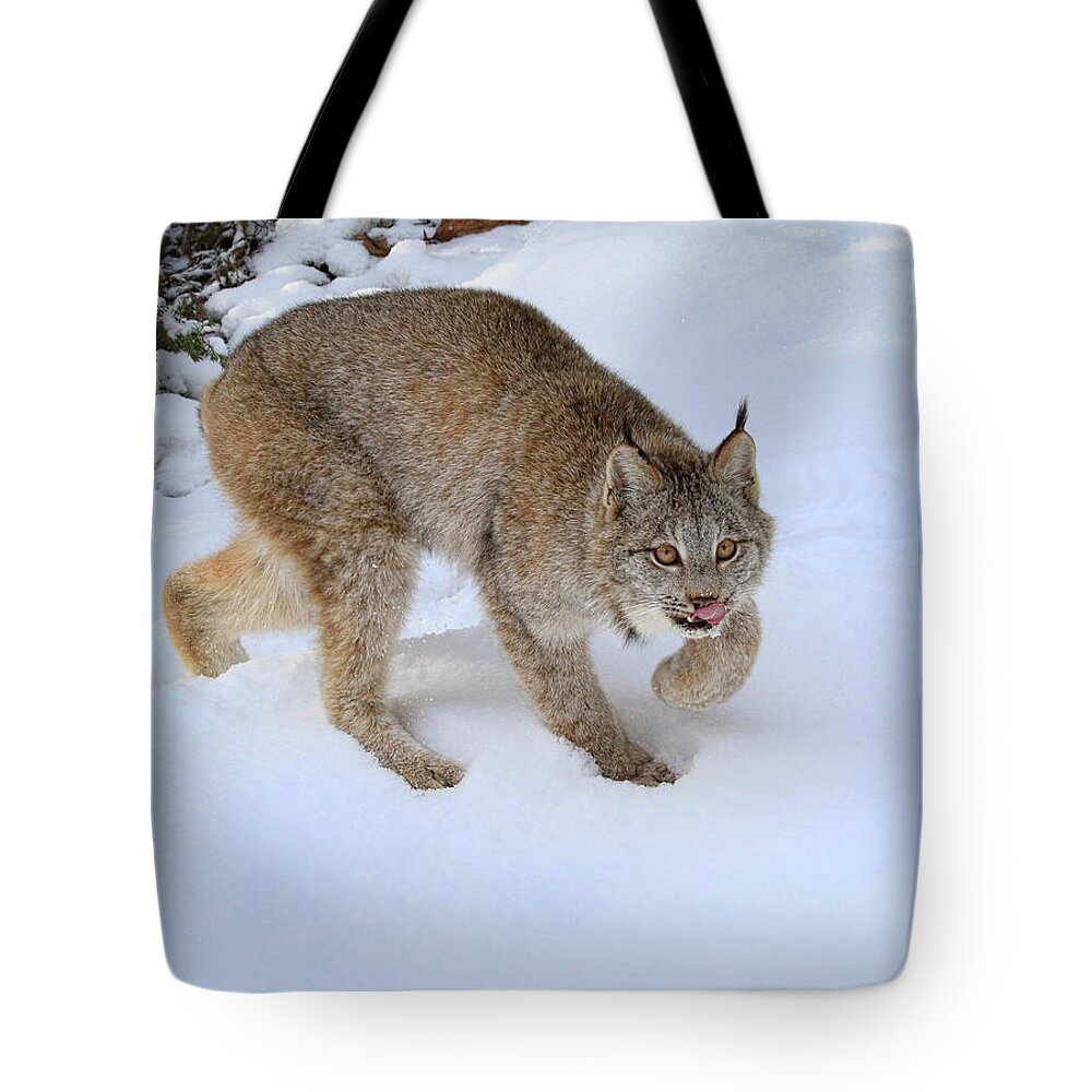 Lynx Tote Bag featuring the photograph Winter Forage by Steve McKinzie