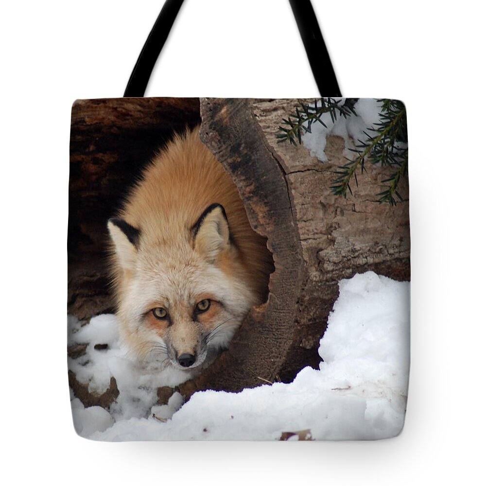 Fox Tote Bag featuring the photograph Winter fox by Richard Bryce and Family