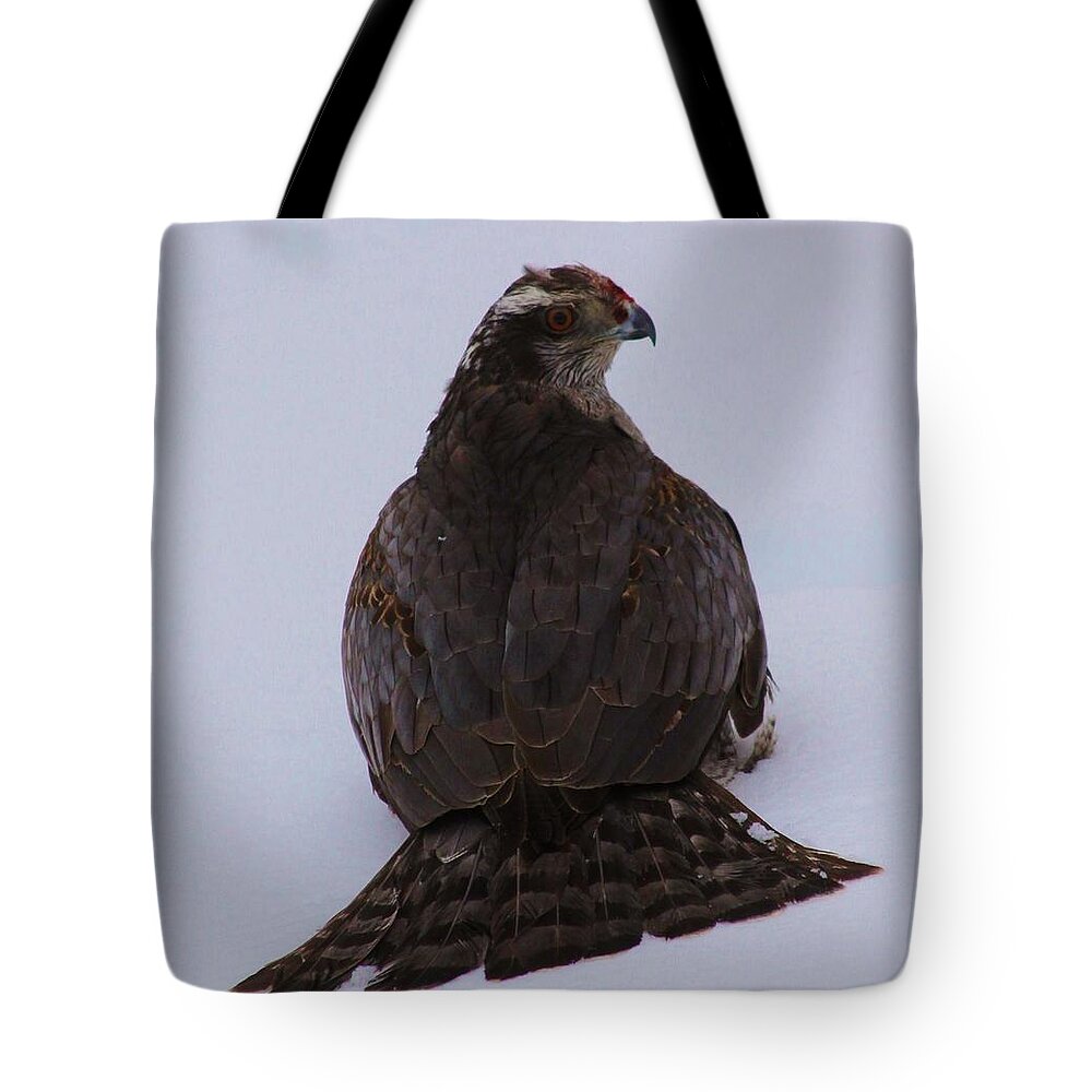 Hawk Tote Bag featuring the photograph Winter Hawk by Lori Child