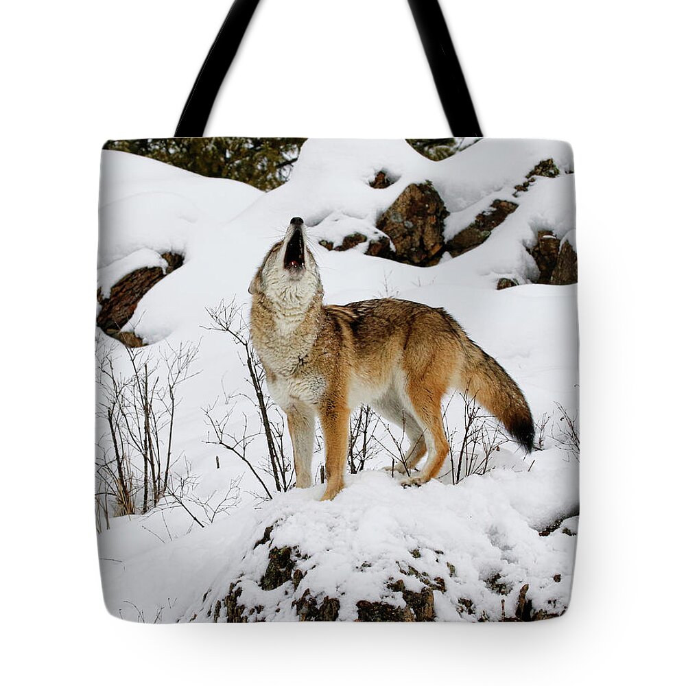 Coyote Tote Bag featuring the photograph Winter Howl by Steve McKinzie