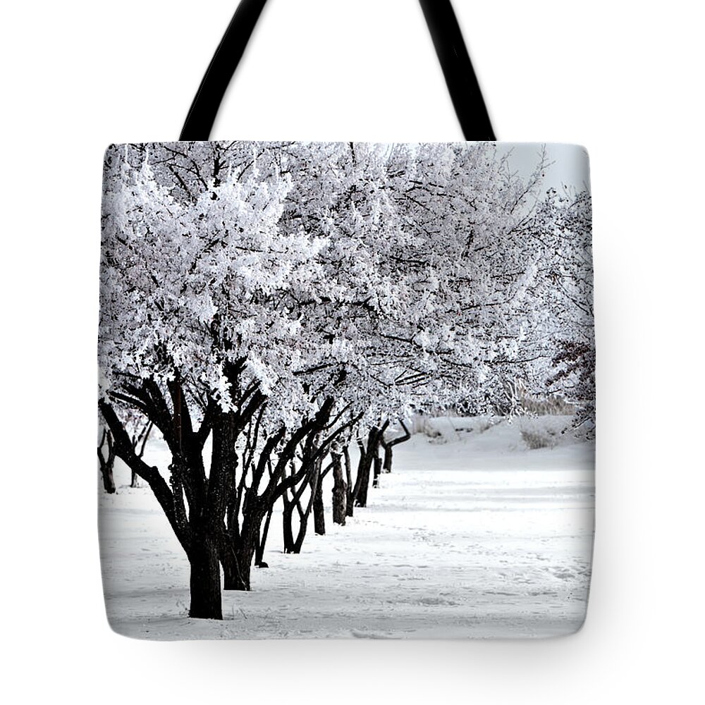 Frost Tote Bag featuring the photograph Winter Orchard by David Andersen