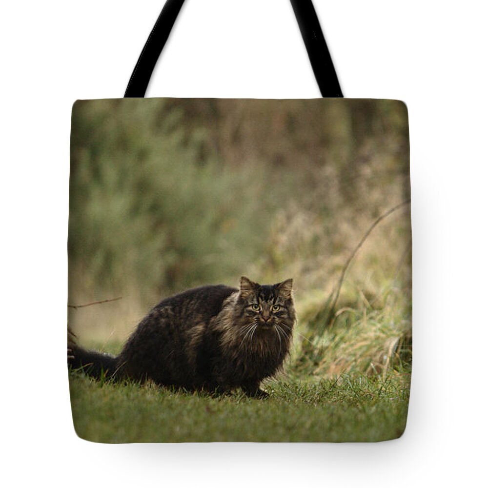 Cat Tote Bag featuring the photograph Winter Prowl by Adrian Wale