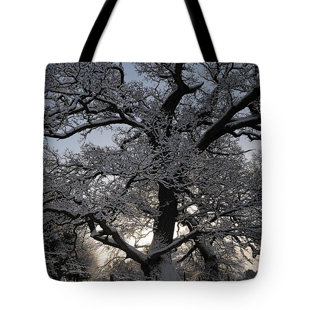 Tree Tote Bag featuring the photograph Winter Tree in North Wales by Harry Robertson