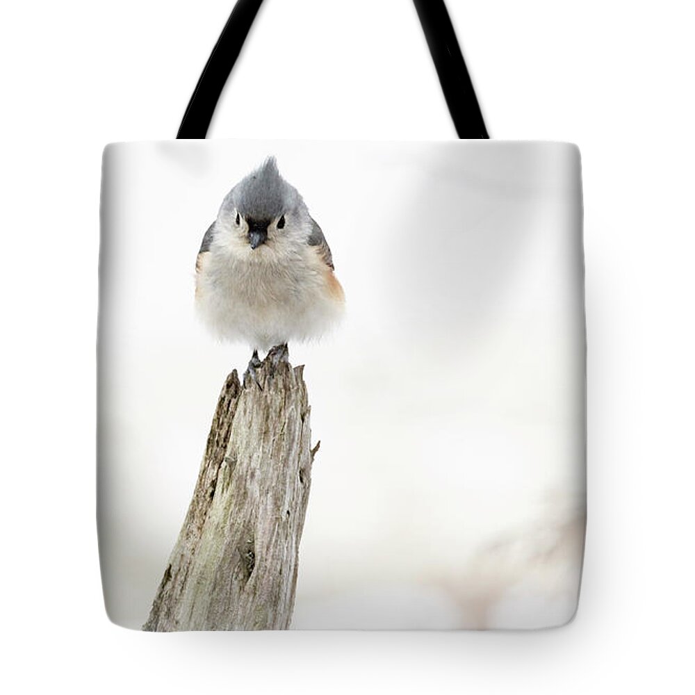 Bird Tote Bag featuring the photograph Winter Visit by Holly Ross