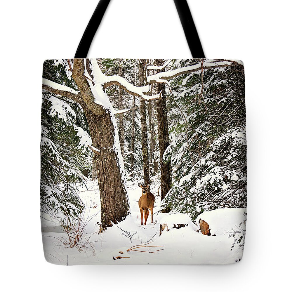 Winter Whitetail Deer In Woods Tote Bag featuring the photograph Winter Whitetail by Gwen Gibson