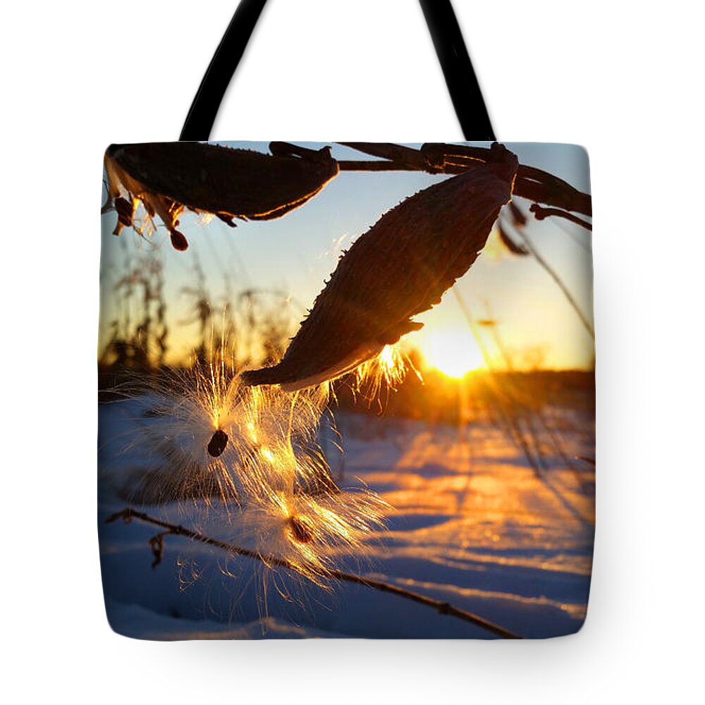 Milkweed Tote Bag featuring the photograph Winter Wonders by Brook Burling