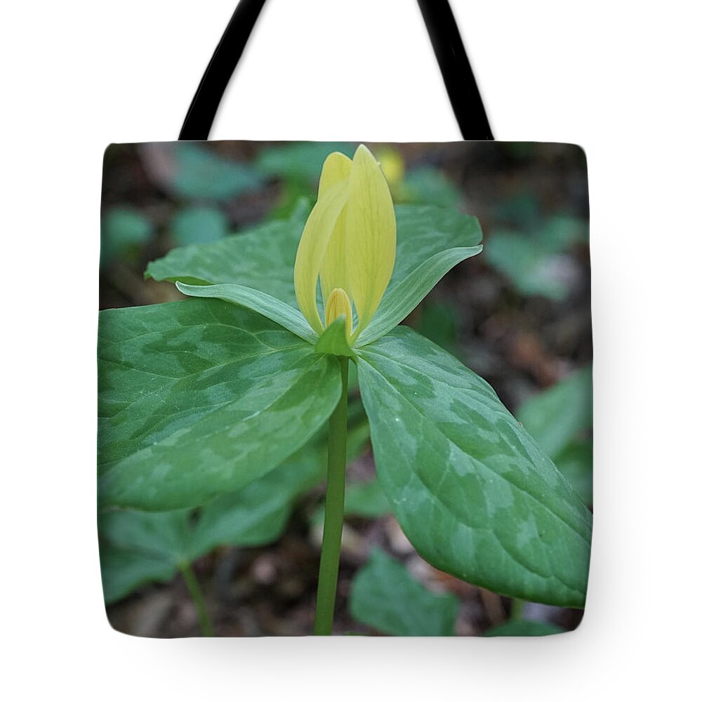 Winterthur Tote Bag featuring the photograph Winterthur Gardens #593 by Raymond Magnani