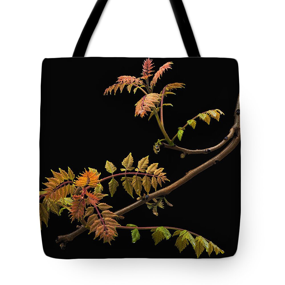 Wisteria Tote Bag featuring the photograph Wisteria Colors by Ken Barrett