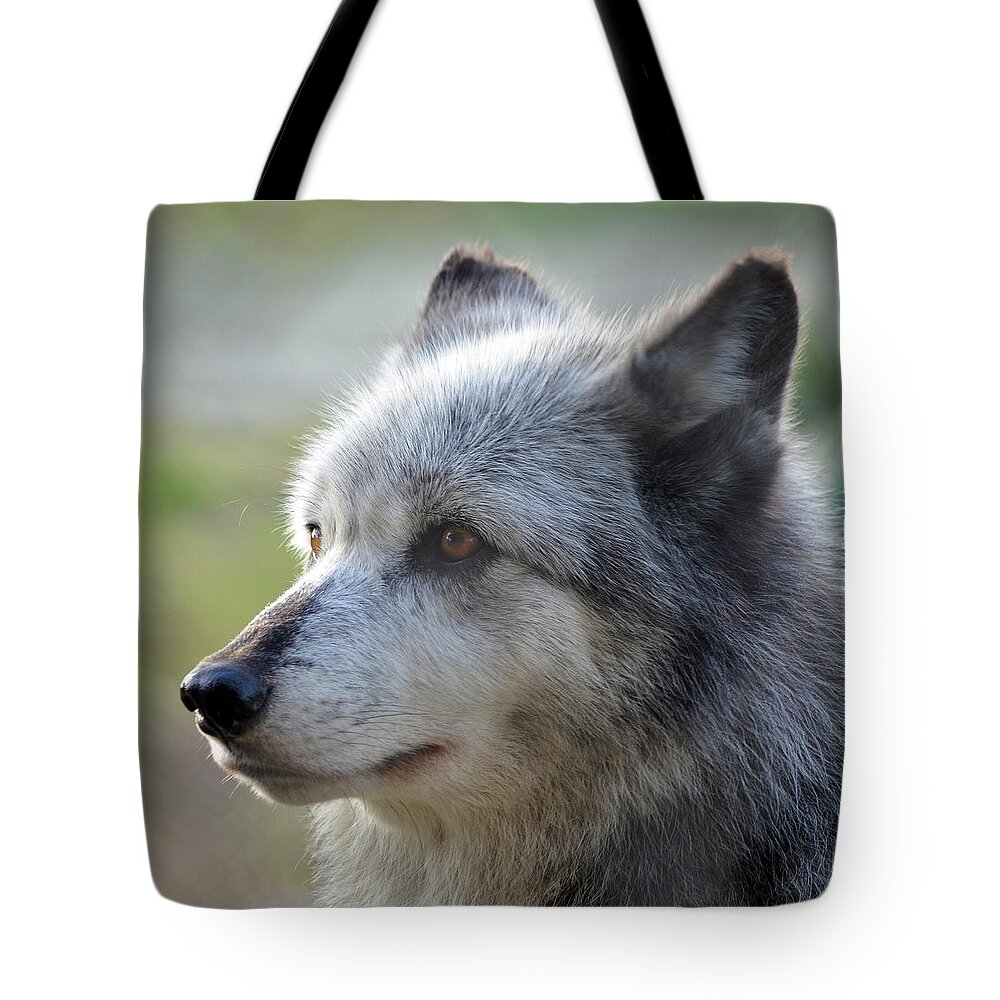 Gray Wolf Tote Bag featuring the photograph Wolf Hollow 9582B by Matt Cegelis