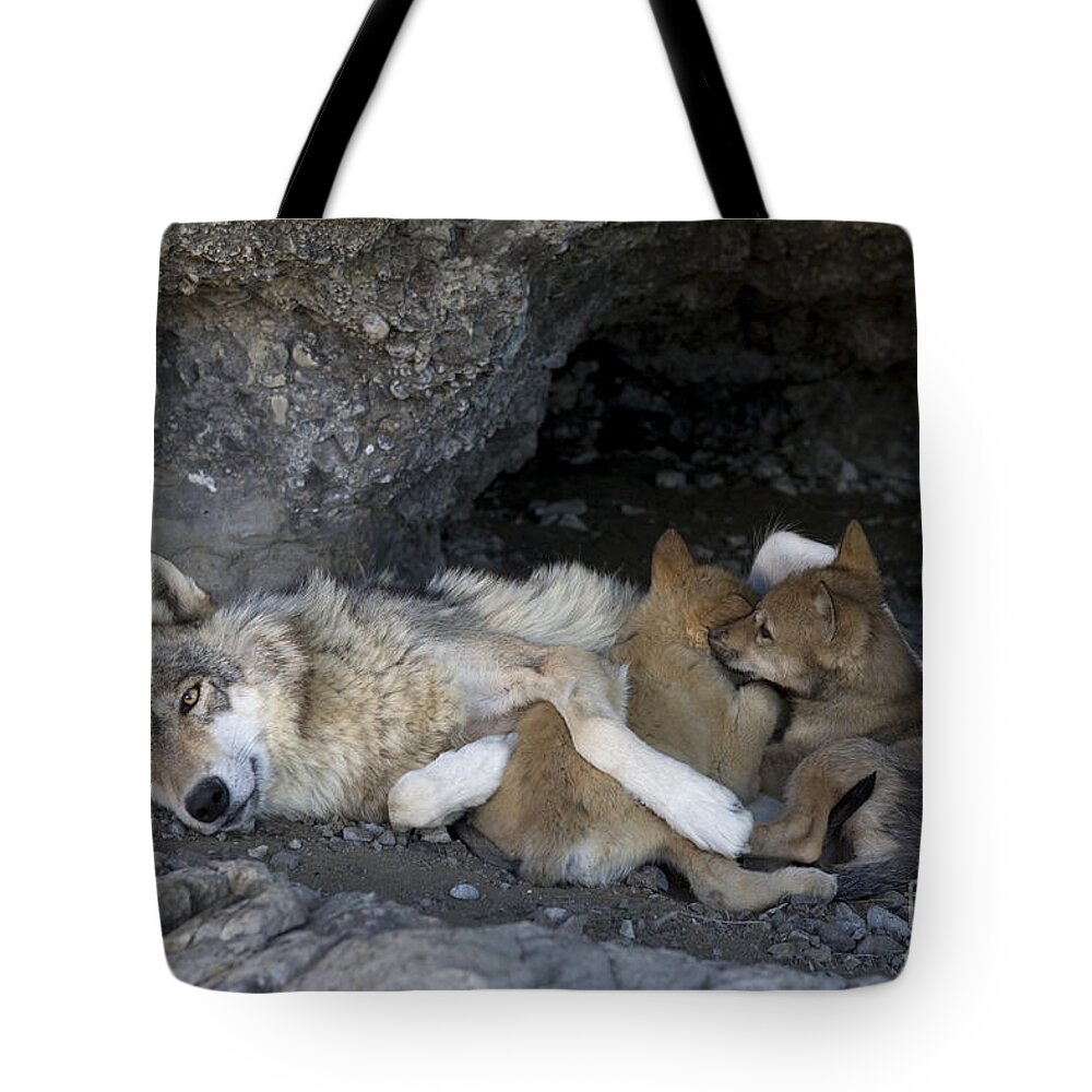 Gray Wolf Tote Bag featuring the photograph Wolf Nursing Cubs by Jean-Louis Klein & Marie-Luce Hubert