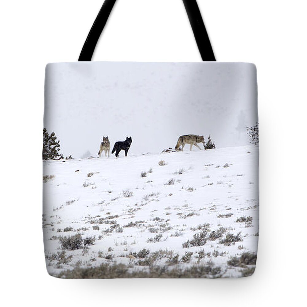 Wolves Tote Bag featuring the photograph Wolf Pack by Deby Dixon