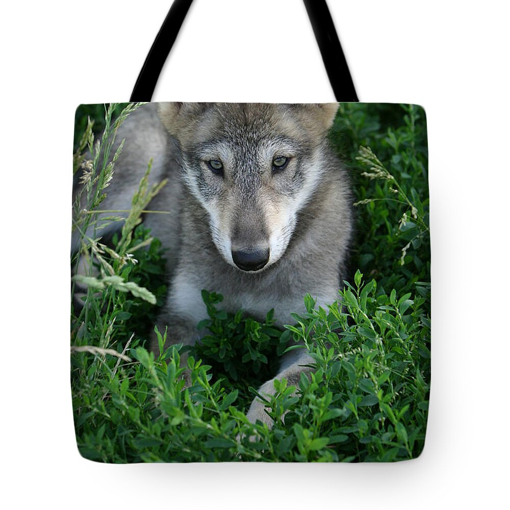 Wolf Wolves Pup Puppy Puppies Canis Lupis Wildlife Wild Animal Gray Timberwolf Photograph Photography Tote Bag featuring the photograph Wolf Pup Portrait by Shari Jardina