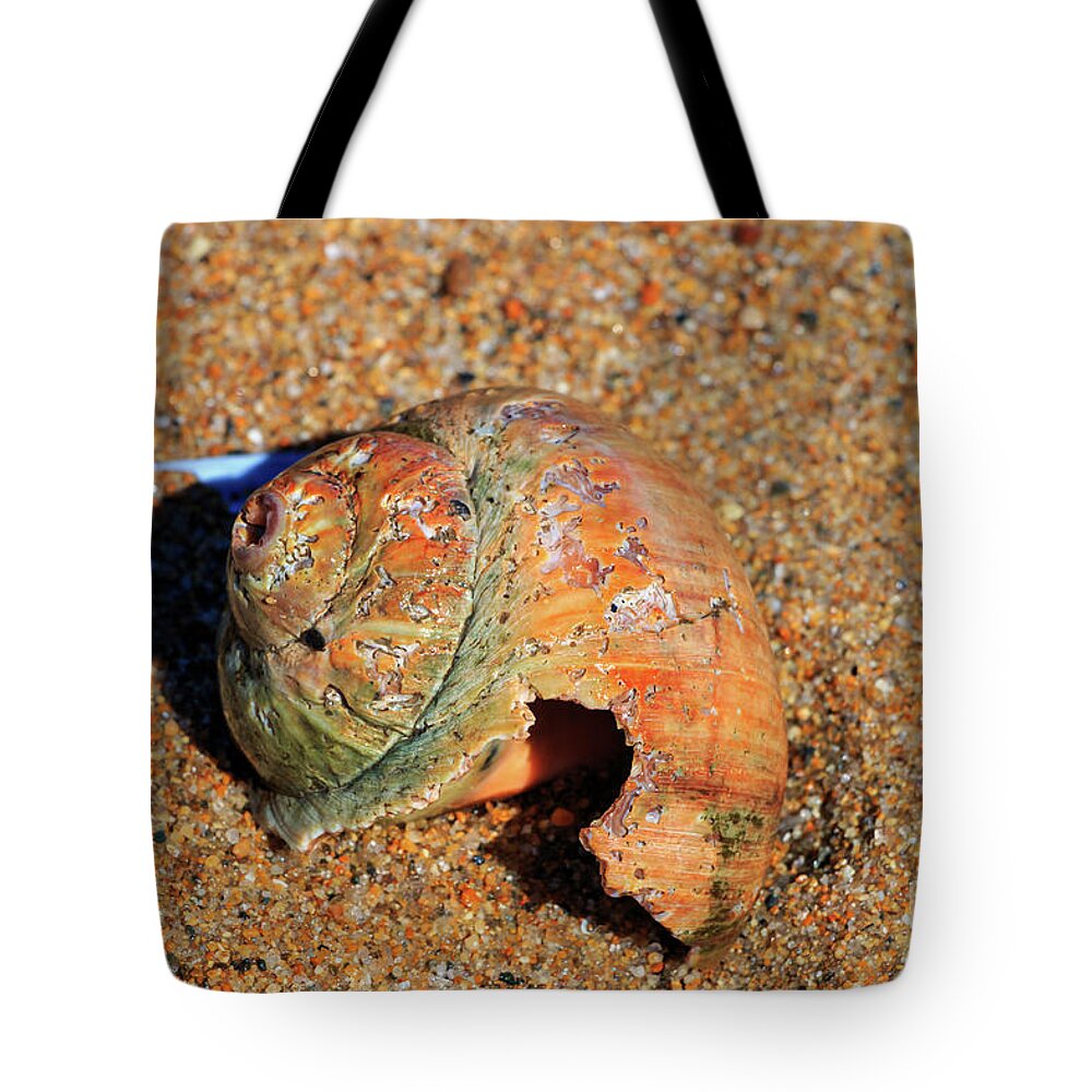 Shell Tote Bag featuring the photograph Wonderful Colors of Nature by Elizabeth Dow