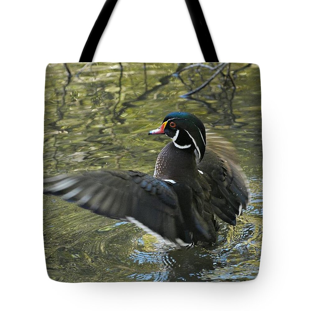 Wood Duck Tote Bag featuring the photograph Wood Duck Bravado 3 by Fraida Gutovich